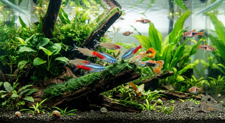 Aquariumfische schwimmen neben Spirulina-Pflanzen, natürliche Zahnreinigung, gesundes Fischverhalten.