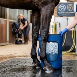 Pferd genießt Eisbad zur Muskelerholung nach der Arbeit, fördert Regeneration und Abkühlung der Muskulatur.